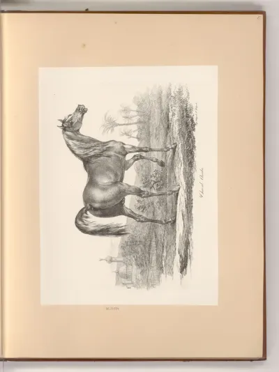 Cheval Arabe