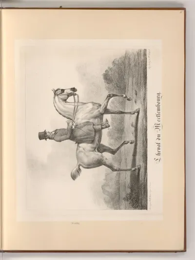 Cheval du Mecklembourg