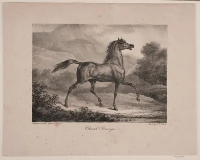"Cheval Sauvage"