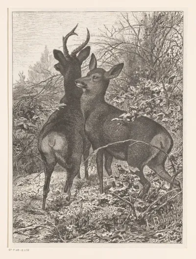 Chevreuils aux aguets