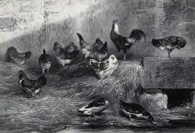Chickens standing on hay while ducks drink from a pool in a farm building