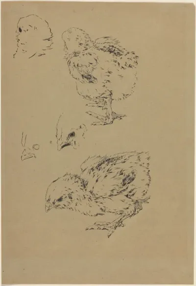 Chicks