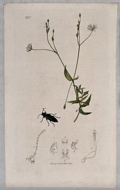 Chickweed or stitchwort plant (Stellaria graminea) with an associated insect and its abdominal segments