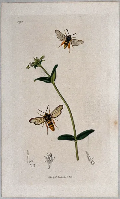 Chickweed plant (Cerastium glomeratum) with two associated wasps and their anatomical segments