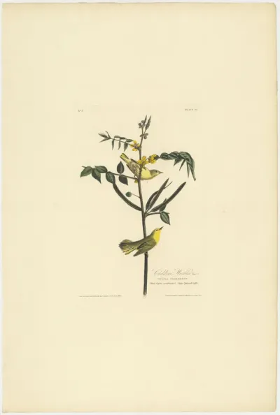 Children's Warbler
