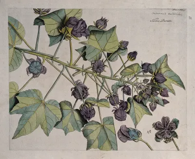 China rose or Shoe flower (Hibiscus rosa-sinensis L.): branch with flowers and fruit and separate flower, dissected fruit and seeds