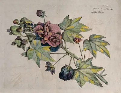 China rose or Shoe flower (Hibiscus rosa-sinensis L.): flowering shoot