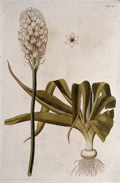 Chincherinchee (Ornithogalum thyrsoides Jacq.): two sections of the flowering plant with separate flower