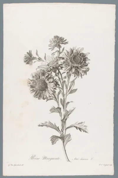Chinese aster