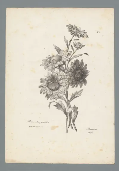 Chinese asters