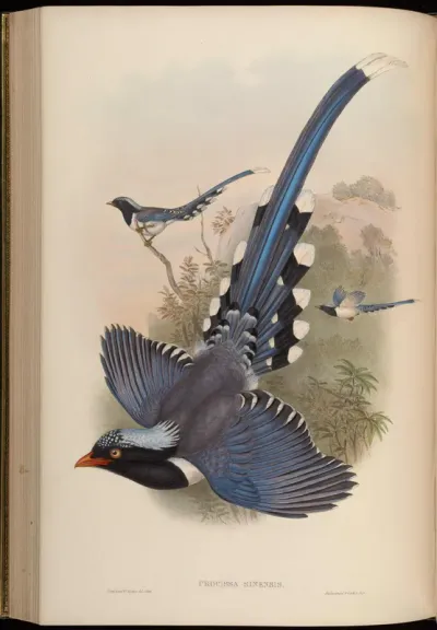 Chinese Blue Pie