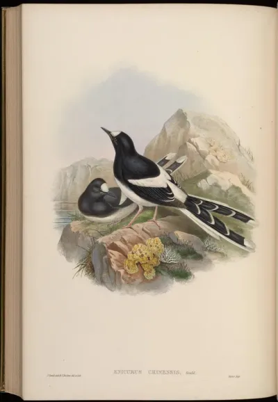 Chinese Forktail