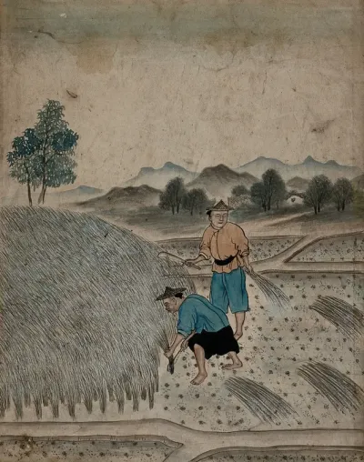 Chinese men harvesting