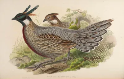 Chinese Pucras Pheasant