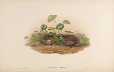 Chinese Quail