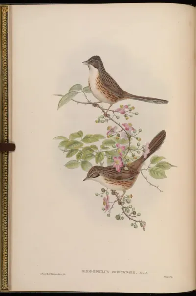 Chinese Rhopophilus