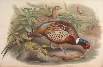 Chinese Ring-necked Pheasant