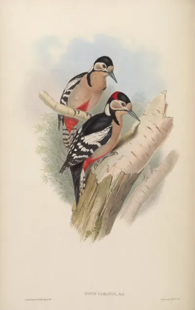 Chinese Spotted Woodpecker
