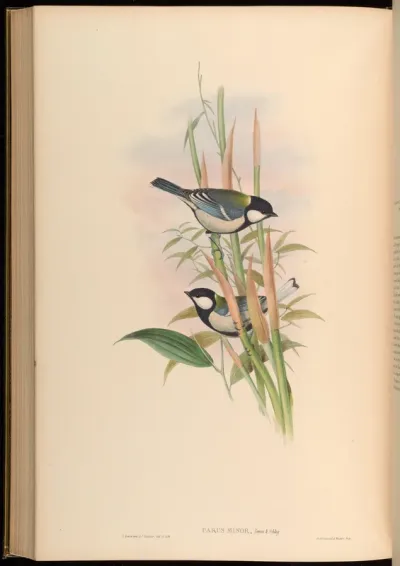 Chinese Tit