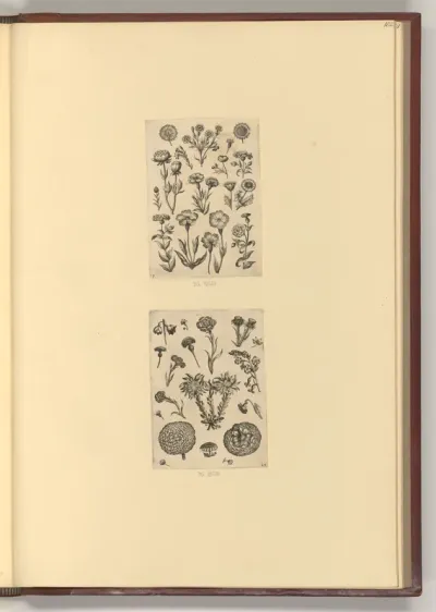 Chinesische Nelke; Chrysanthemen