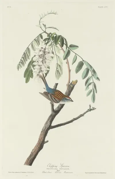 Chipping Sparrow