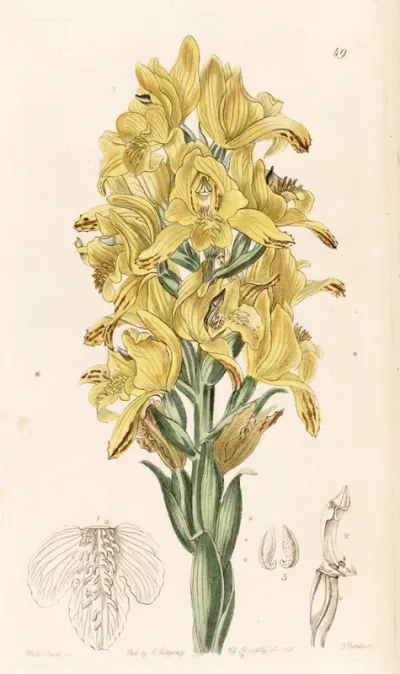 Chloraea piquichen