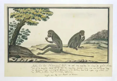 Chlorocebus pygerythrus (Vervet monkey)