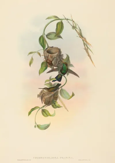 Chlorostilbona prasina (Puncheran's Emerald)
