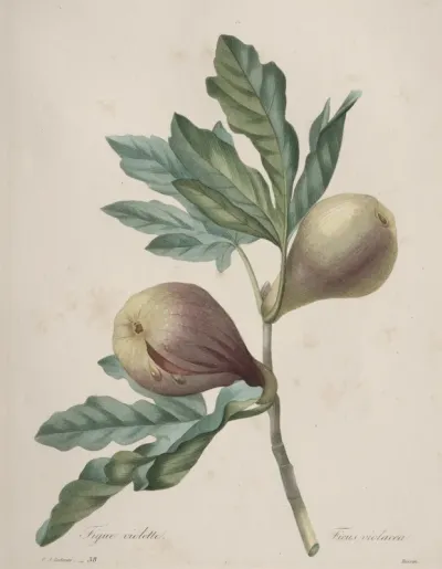 Choix des plus belles fleurs...plus beaux fruits:  Figue Violette