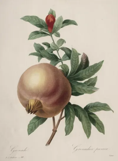 Choix des plus belles fleurs...plus beaux fruits:  Grenade