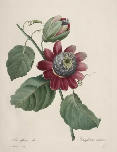 Choix des plus belles fleurs...plus beaux fruits:  Passiflore ailee