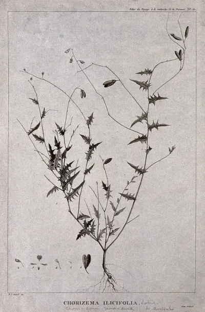 Chorizema ilicifolia Labill.: entire flowering and fruiting plant with floral segments