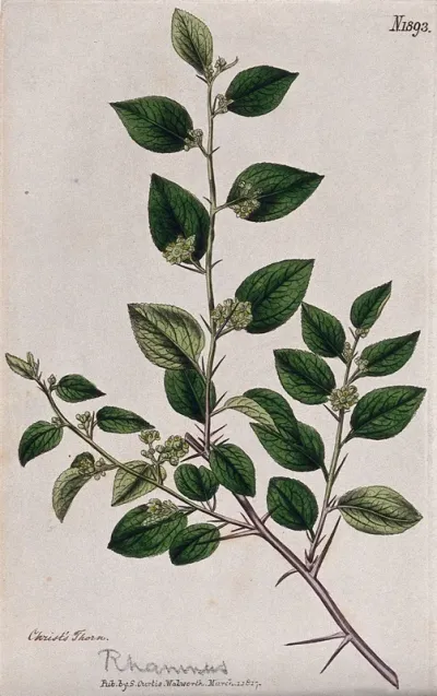 Christ's thorn plant (Ziziphus spina-christi): flowering stem