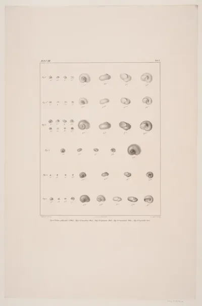 Christian VIII´s konkyliesamling, tavle I