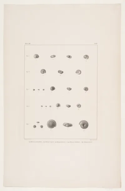 Christian VIII´s konkyliesamling, tavle II