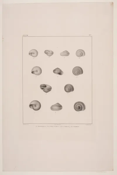 Christian VIII´s konkyliesamling, tavle V