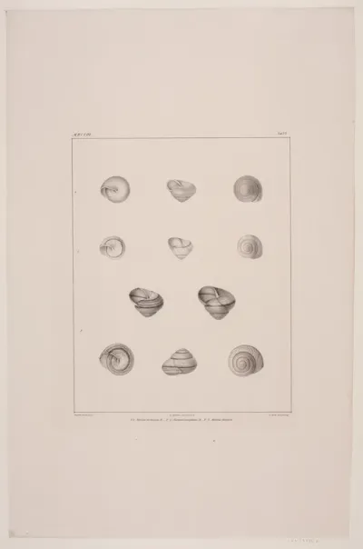 Christian VIII´s konkyliesamling, tavle VI