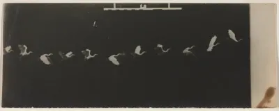 Chronophotograph of a Flying Heron