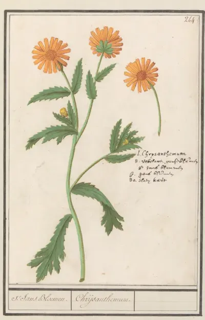 Chrysant (Chrysanthemum)