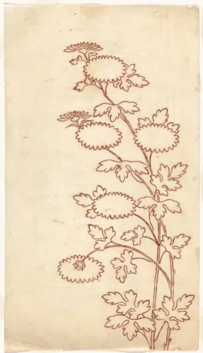 Chrysanten
