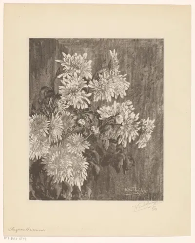 Chrysanten