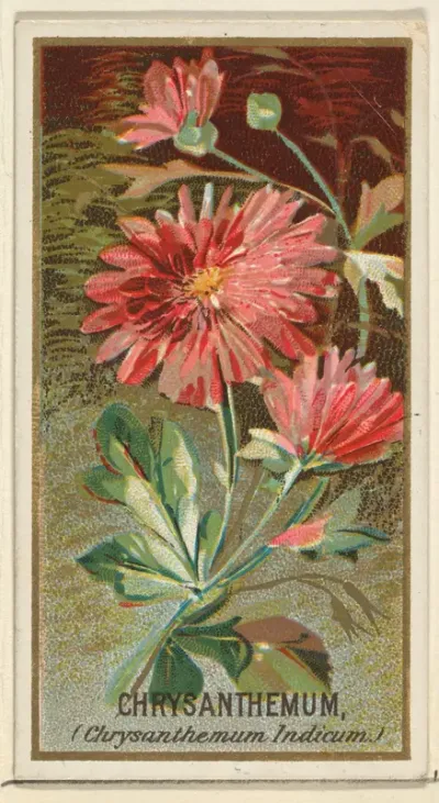 Chrysanthemum (Chrysanthemum Indicum), from the Flowers series for Old Judge Cigarettes