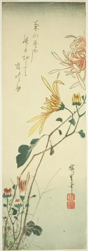 Chrysanthemums