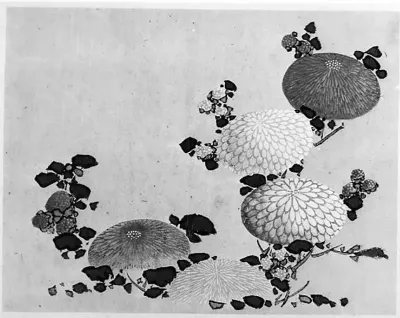 Chrysanthemums