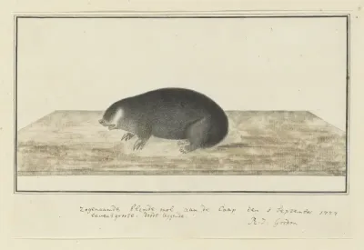 Chrysochloris asiatica (Cape golden mole)