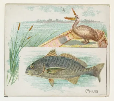 Chub, from Fish from American Waters series (N39) for Allen & Ginter Cigarettes