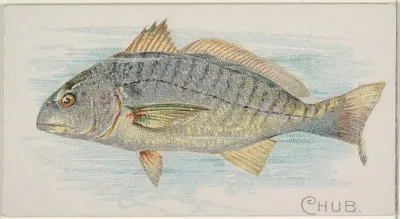 Chub, from the Fish from American Waters series (N8) for Allen & Ginter Cigarettes Brands