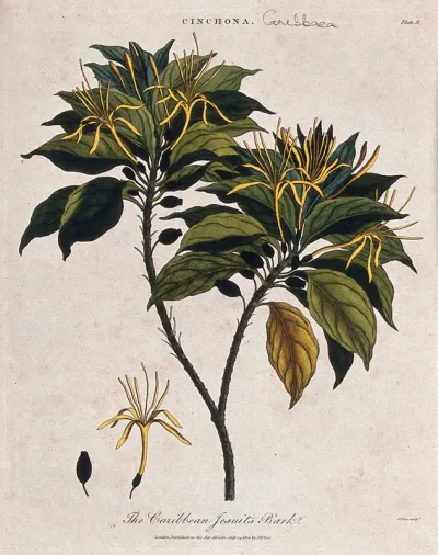 Cinchona plant (Cinchona caribbaea): flowering and fruiting branch
