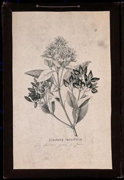 Cinchona plant (Cinchona lancifolia): flowering and fruiting stem