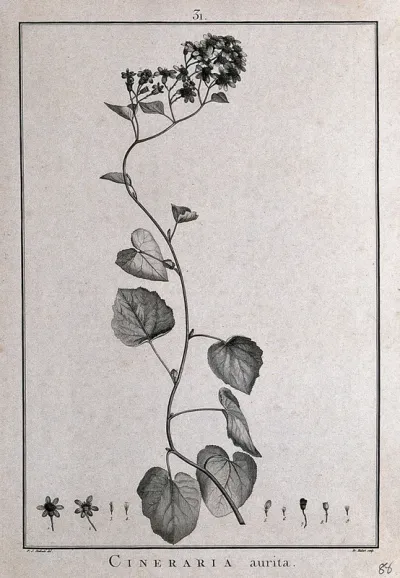 Cineraria aurita: flowering stem and floral segments